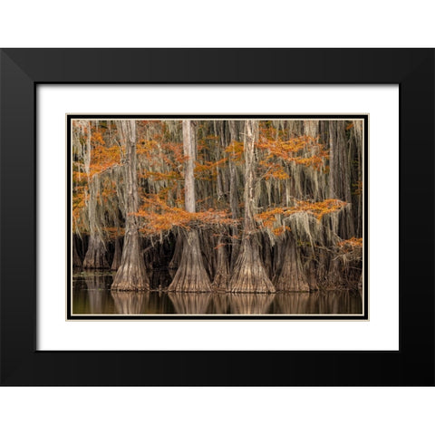 Bald Cypress tree draped in Spanish moss with fall colors Caddo Lake State Park-Uncertain-Texas Black Modern Wood Framed Art Print with Double Matting by Jones, Adam