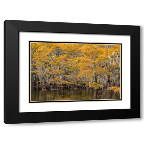 Bald Cypress tree draped in Spanish moss with fall colors Caddo Lake State Park-Uncertain-Texas Black Modern Wood Framed Art Print with Double Matting by Jones, Adam