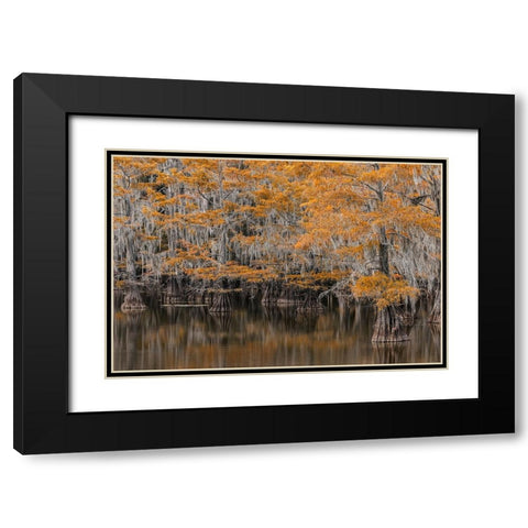 Bald Cypress tree draped in Spanish moss with fall colors Caddo Lake State Park-Uncertain-Texas Black Modern Wood Framed Art Print with Double Matting by Jones, Adam