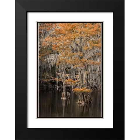 Bald Cypress tree draped in Spanish moss with fall colors Caddo Lake State Park-Uncertain-Texas Black Modern Wood Framed Art Print with Double Matting by Jones, Adam