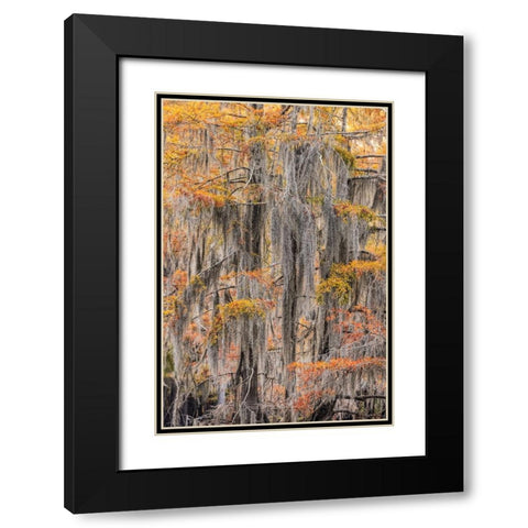 Bald Cypress tree draped in Spanish moss with fall colors Caddo Lake State Park-Uncertain-Texas Black Modern Wood Framed Art Print with Double Matting by Jones, Adam