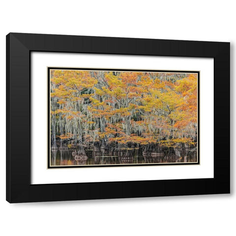 Bald Cypress tree draped in Spanish moss with fall colors Caddo Lake State Park-Uncertain-Texas Black Modern Wood Framed Art Print with Double Matting by Jones, Adam