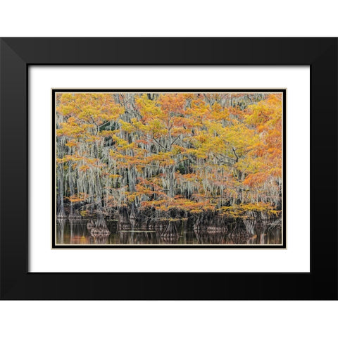 Bald Cypress tree draped in Spanish moss with fall colors Caddo Lake State Park-Uncertain-Texas Black Modern Wood Framed Art Print with Double Matting by Jones, Adam