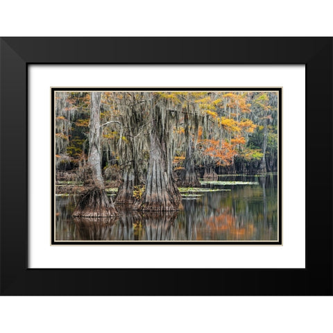 Bald Cypress tree draped in Spanish moss with fall colors Caddo Lake State Park-Uncertain-Texas Black Modern Wood Framed Art Print with Double Matting by Jones, Adam