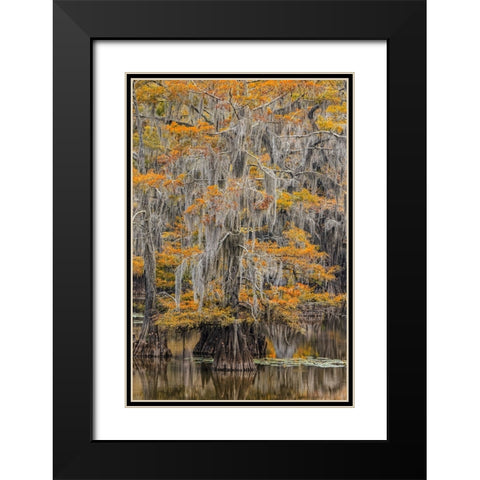 Bald Cypress tree draped in Spanish moss with fall colors Caddo Lake State Park-Uncertain-Texas Black Modern Wood Framed Art Print with Double Matting by Jones, Adam