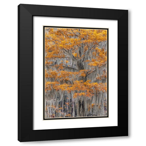 Bald Cypress tree draped in Spanish moss with fall colors Caddo Lake State Park-Uncertain-Texas Black Modern Wood Framed Art Print with Double Matting by Jones, Adam