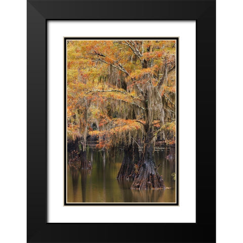 Bald Cypress tree draped in Spanish moss with fall colors Caddo Lake State Park-Uncertain-Texas Black Modern Wood Framed Art Print with Double Matting by Jones, Adam