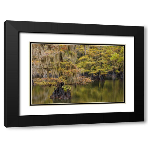 Bald Cypress tree draped in Spanish moss with fall colors Caddo Lake State Park-Uncertain-Texas Black Modern Wood Framed Art Print with Double Matting by Jones, Adam