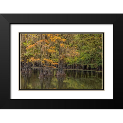 Bald Cypress tree draped in Spanish moss with fall colors Caddo Lake State Park-Uncertain-Texas Black Modern Wood Framed Art Print with Double Matting by Jones, Adam