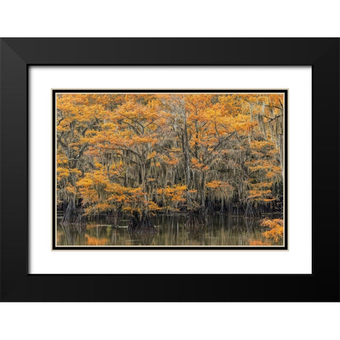 Bald Cypress tree draped in Spanish moss with fall colors Caddo Lake State Park-Uncertain-Texas Black Modern Wood Framed Art Print with Double Matting by Jones, Adam