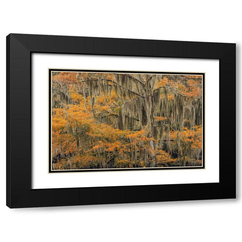 Bald Cypress tree draped in Spanish moss with fall colors Caddo Lake State Park-Uncertain-Texas Black Modern Wood Framed Art Print with Double Matting by Jones, Adam