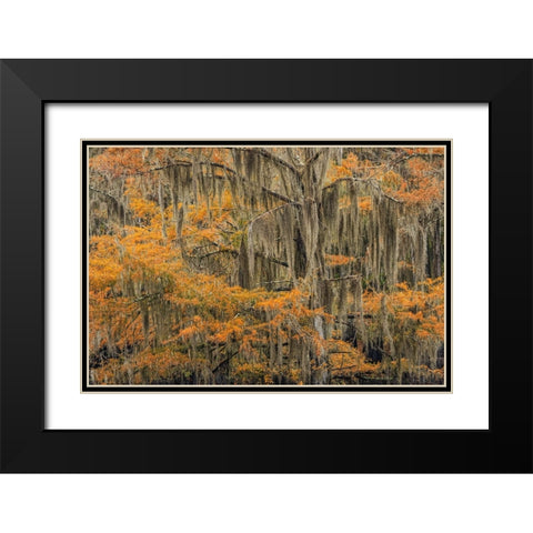 Bald Cypress tree draped in Spanish moss with fall colors Caddo Lake State Park-Uncertain-Texas Black Modern Wood Framed Art Print with Double Matting by Jones, Adam