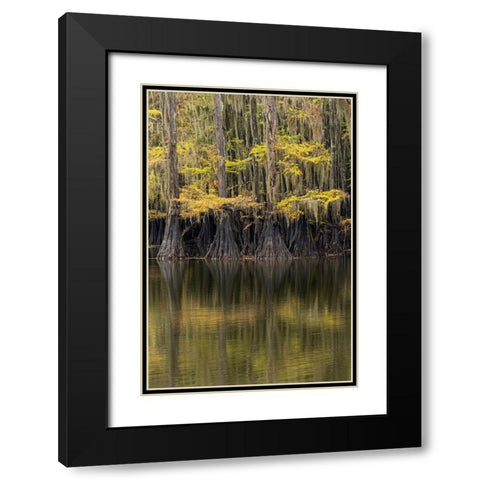 Bald Cypress tree draped in Spanish moss with fall colors Caddo Lake State Park-Uncertain-Texas Black Modern Wood Framed Art Print with Double Matting by Jones, Adam