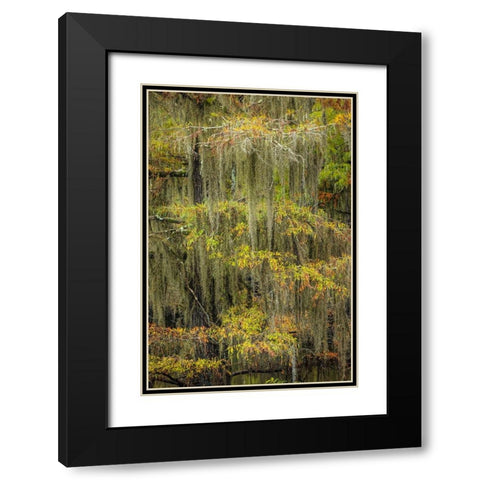 Bald Cypress tree draped in Spanish moss with fall colors Caddo Lake State Park-Uncertain-Texas Black Modern Wood Framed Art Print with Double Matting by Jones, Adam