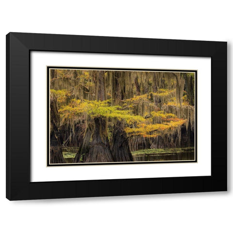 Bald Cypress tree draped in Spanish moss with fall colors Caddo Lake State Park-Uncertain-Texas Black Modern Wood Framed Art Print with Double Matting by Jones, Adam