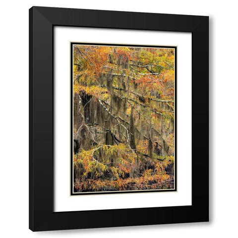 Bald Cypress tree draped in Spanish moss with fall colors Caddo Lake State Park-Uncertain-Texas Black Modern Wood Framed Art Print with Double Matting by Jones, Adam