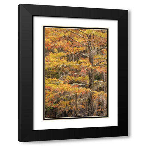 Bald Cypress tree draped in Spanish moss with fall colors Caddo Lake State Park-Uncertain-Texas Black Modern Wood Framed Art Print with Double Matting by Jones, Adam