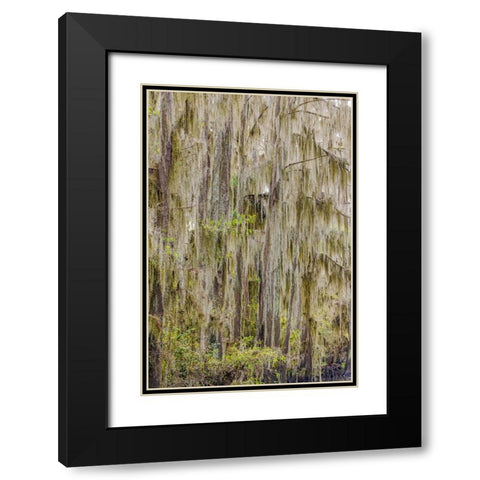Bald cypress trees draped in Spanish moss in autumn lining Government Ditch Caddo Lake Black Modern Wood Framed Art Print with Double Matting by Jones, Adam
