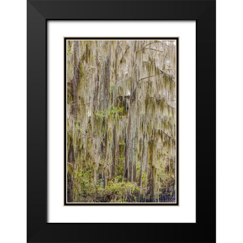 Bald cypress trees draped in Spanish moss in autumn lining Government Ditch Caddo Lake Black Modern Wood Framed Art Print with Double Matting by Jones, Adam