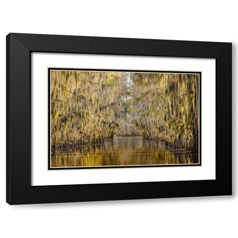 Bald cypress trees draped in Spanish moss in autumn lining Government Ditch Caddo Lake Black Modern Wood Framed Art Print with Double Matting by Jones, Adam