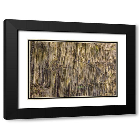 Bald cypress trees draped in Spanish moss and Great blue heron Caddo Lake-Uncertain-Texas Black Modern Wood Framed Art Print with Double Matting by Jones, Adam