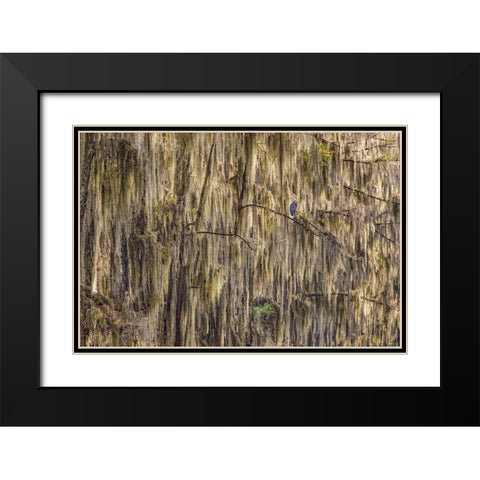 Bald cypress trees draped in Spanish moss and Great blue heron Caddo Lake-Uncertain-Texas Black Modern Wood Framed Art Print with Double Matting by Jones, Adam