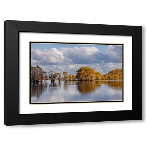 Bald cypress trees in autumn Caddo Lake-Uncertain-Texas Black Modern Wood Framed Art Print with Double Matting by Jones, Adam