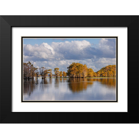 Bald cypress trees in autumn Caddo Lake-Uncertain-Texas Black Modern Wood Framed Art Print with Double Matting by Jones, Adam