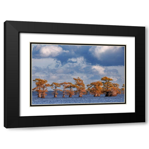 Bald cypress trees in autumn Caddo Lake-Uncertain-Texas Black Modern Wood Framed Art Print with Double Matting by Jones, Adam