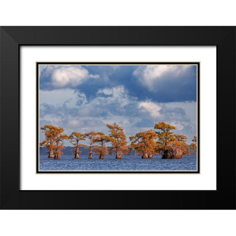 Bald cypress trees in autumn Caddo Lake-Uncertain-Texas Black Modern Wood Framed Art Print with Double Matting by Jones, Adam