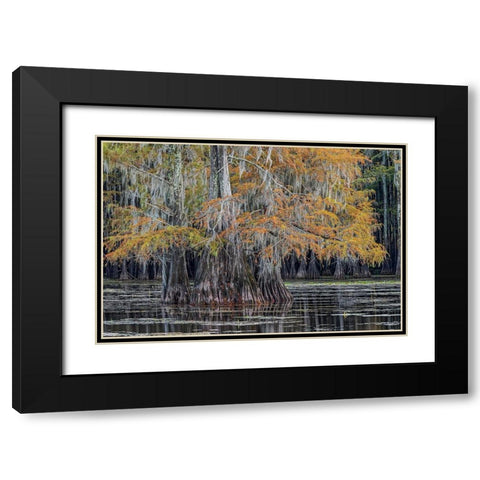Bald cypress trees in autumn Caddo Lake-Uncertain-Texas Black Modern Wood Framed Art Print with Double Matting by Jones, Adam