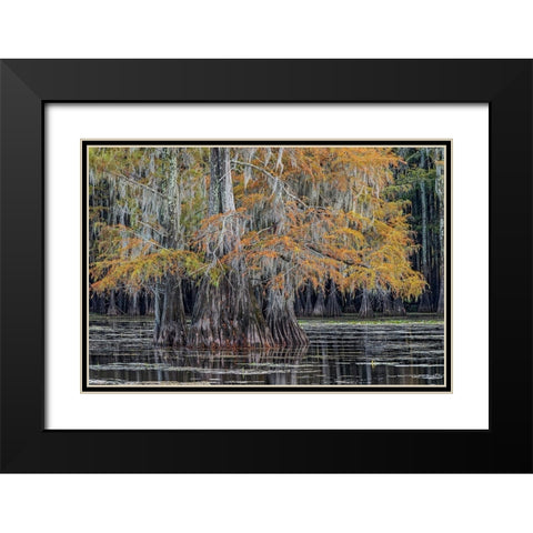 Bald cypress trees in autumn Caddo Lake-Uncertain-Texas Black Modern Wood Framed Art Print with Double Matting by Jones, Adam