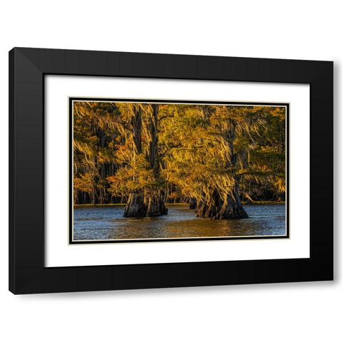 Bald cypress trees in autumn colors at sunset Caddo Lake-Uncertain-Texas Black Modern Wood Framed Art Print with Double Matting by Jones, Adam