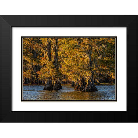 Bald cypress trees in autumn colors at sunset Caddo Lake-Uncertain-Texas Black Modern Wood Framed Art Print with Double Matting by Jones, Adam