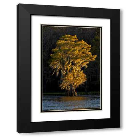 Bald cypress trees in autumn colors at sunset Caddo Lake-Uncertain-Texas Black Modern Wood Framed Art Print with Double Matting by Jones, Adam