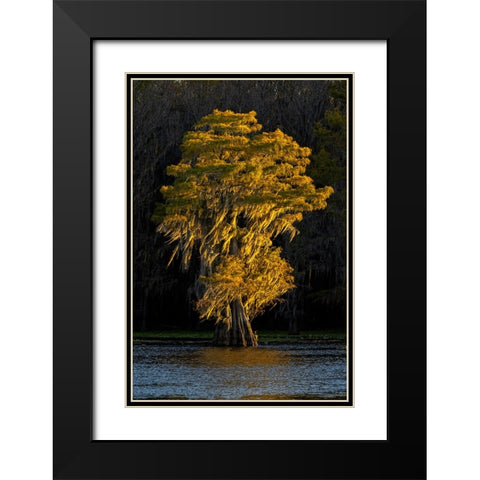 Bald cypress trees in autumn colors at sunset Caddo Lake-Uncertain-Texas Black Modern Wood Framed Art Print with Double Matting by Jones, Adam