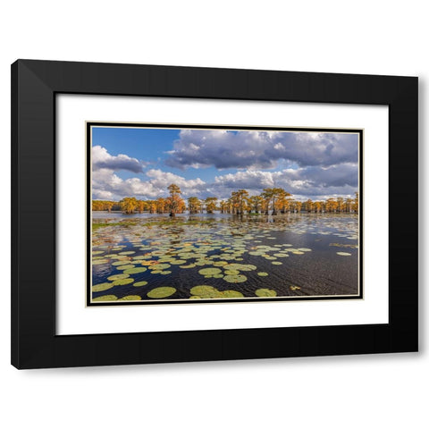 Bald cypress trees in autumn and lily-ads Caddo Lake-Uncertain-Texas Black Modern Wood Framed Art Print with Double Matting by Jones, Adam
