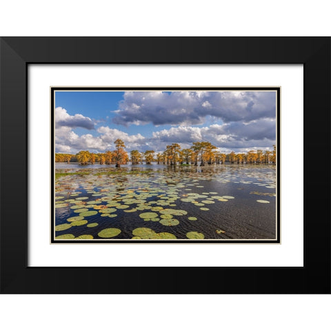 Bald cypress trees in autumn and lily-ads Caddo Lake-Uncertain-Texas Black Modern Wood Framed Art Print with Double Matting by Jones, Adam