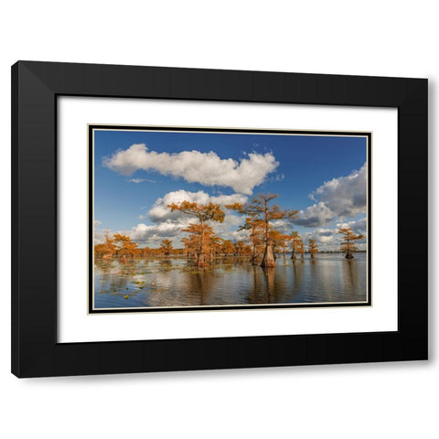 Bald cypress trees in autumn reflected on lake Caddo Lake-Uncertain-Texas Black Modern Wood Framed Art Print with Double Matting by Jones, Adam
