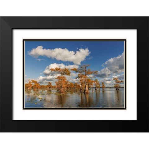 Bald cypress trees in autumn reflected on lake Caddo Lake-Uncertain-Texas Black Modern Wood Framed Art Print with Double Matting by Jones, Adam