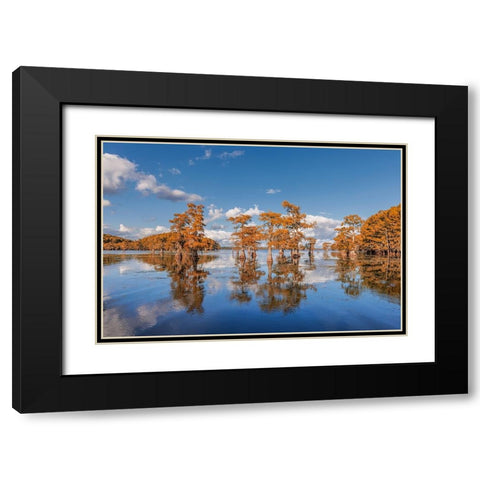 Bald cypress trees in autumn reflected on lake Caddo Lake-Uncertain-Texas Black Modern Wood Framed Art Print with Double Matting by Jones, Adam
