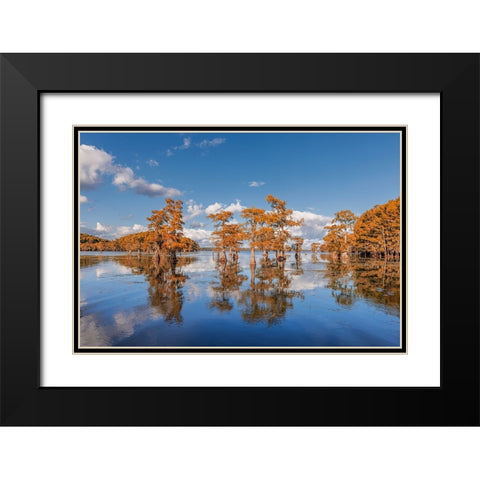 Bald cypress trees in autumn reflected on lake Caddo Lake-Uncertain-Texas Black Modern Wood Framed Art Print with Double Matting by Jones, Adam
