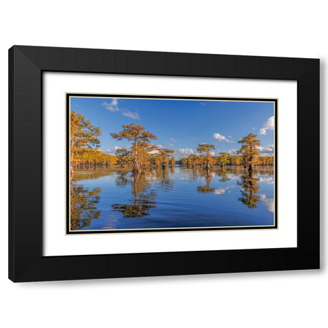 Bald cypress trees in autumn reflected on lake Caddo Lake-Uncertain-Texas Black Modern Wood Framed Art Print with Double Matting by Jones, Adam