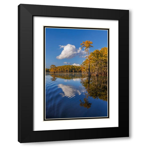 Bald cypress trees in autumn reflected on lake Caddo Lake-Uncertain-Texas Black Modern Wood Framed Art Print with Double Matting by Jones, Adam