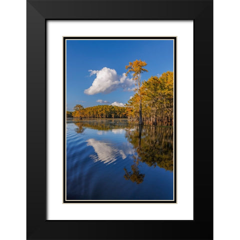 Bald cypress trees in autumn reflected on lake Caddo Lake-Uncertain-Texas Black Modern Wood Framed Art Print with Double Matting by Jones, Adam