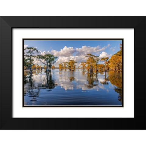 Bald cypress trees in autumn reflected on lake Caddo Lake-Uncertain-Texas Black Modern Wood Framed Art Print with Double Matting by Jones, Adam