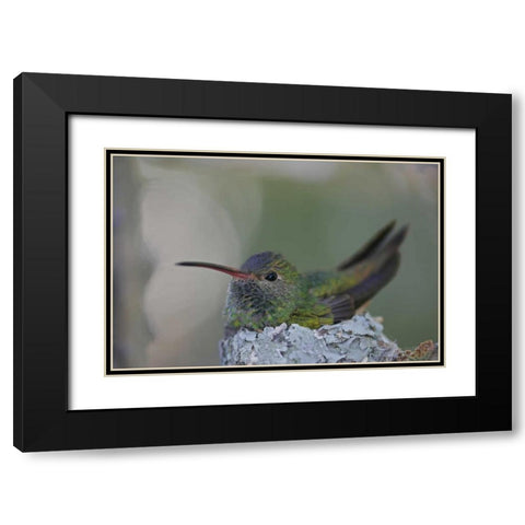 TX, Raymondville Buff-bellied hummingbird sits Black Modern Wood Framed Art Print with Double Matting by Morris, Arthur
