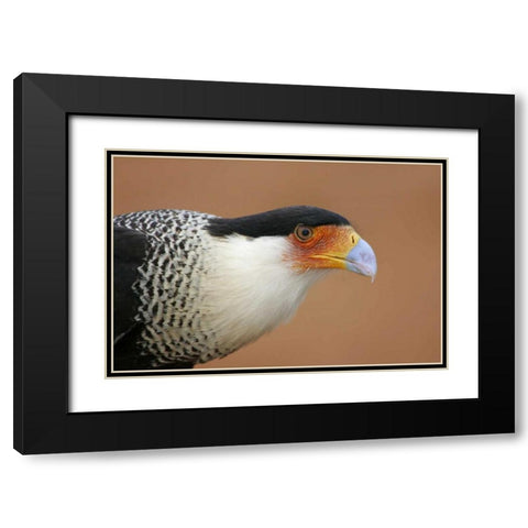TX, Linn Crested caracara head against red dirt Black Modern Wood Framed Art Print with Double Matting by Morris, Arthur