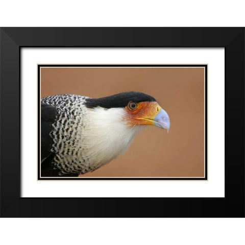 TX, Linn Crested caracara head against red dirt Black Modern Wood Framed Art Print with Double Matting by Morris, Arthur