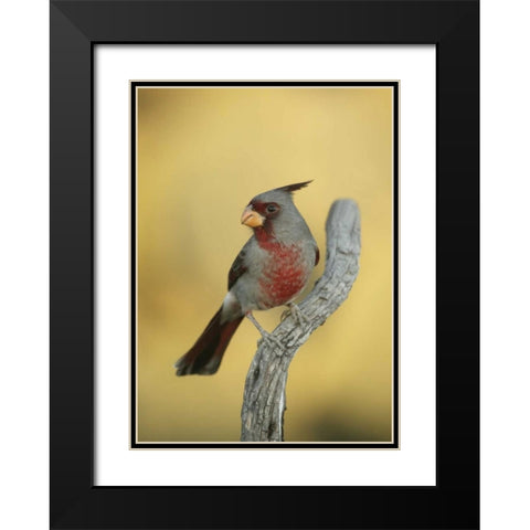 Texas, Roma Phyrrhuloxia bird on tree branch Black Modern Wood Framed Art Print with Double Matting by Morris, Arthur